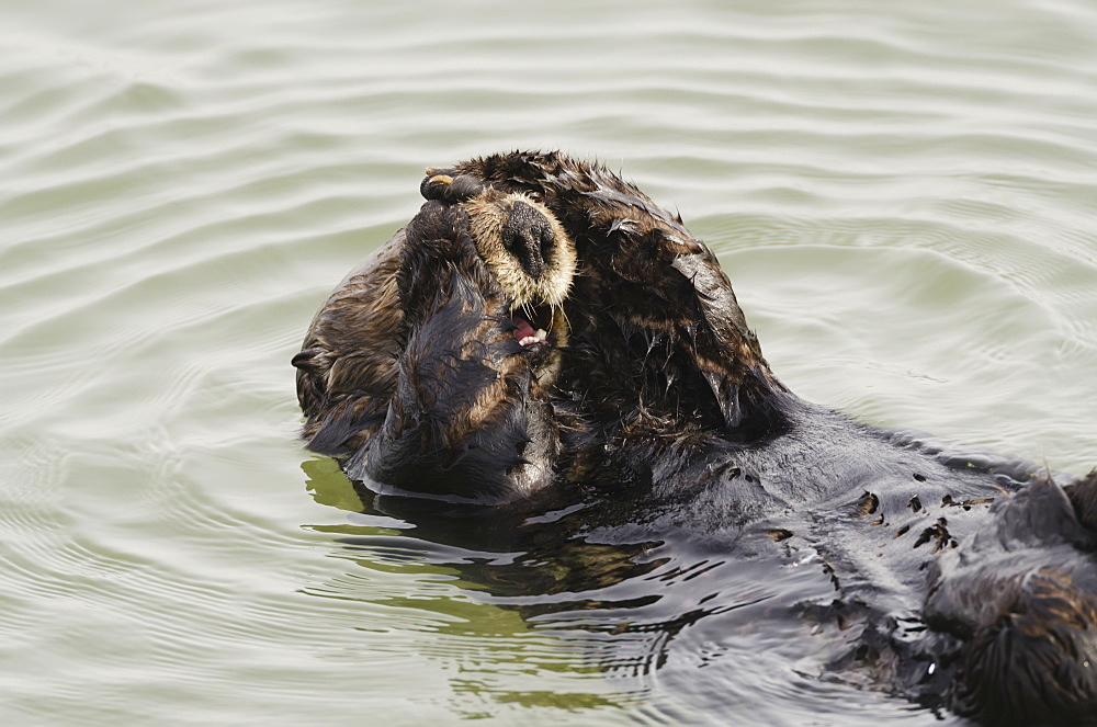 Sea Otter (Enhydra Lutris) Grooming Fur, Moss Landing, Monterey Bay, California, United States Of America