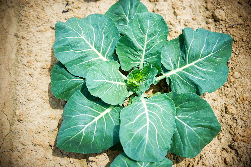 Young Broccoli Plant, Clinton, Maryland, United States Of America