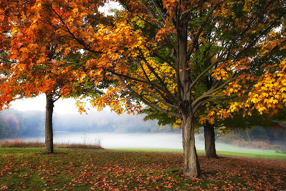 Trees On The Edge Of A Golf Course Shine In The Colours Of Autumn, Whitnall Park, Hales Corners, Wisconsin, United States Of America