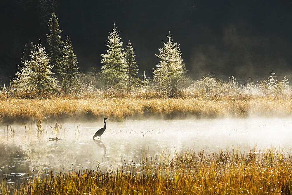 Great Blue Heron (Ardea Herodias) Fishing In Costello Creek At Sunrise While Mist Rises Off The Water, Algonquin Park, Ontario, Canada