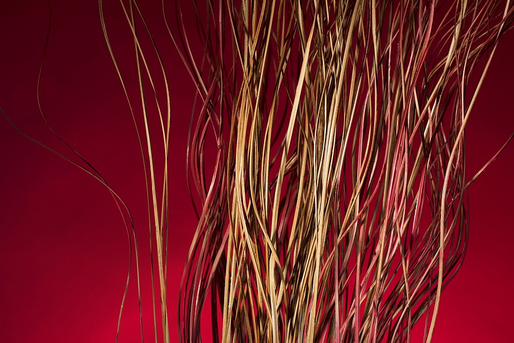 Dried Sticks On A Red Background, Chiang Mai, Thailand