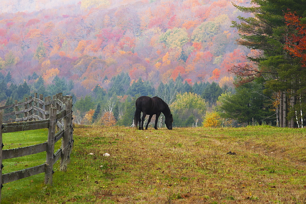 Horse Grazing In Early Morning Light And Fog In Autumn, Iron Hill, Quebec, Canada