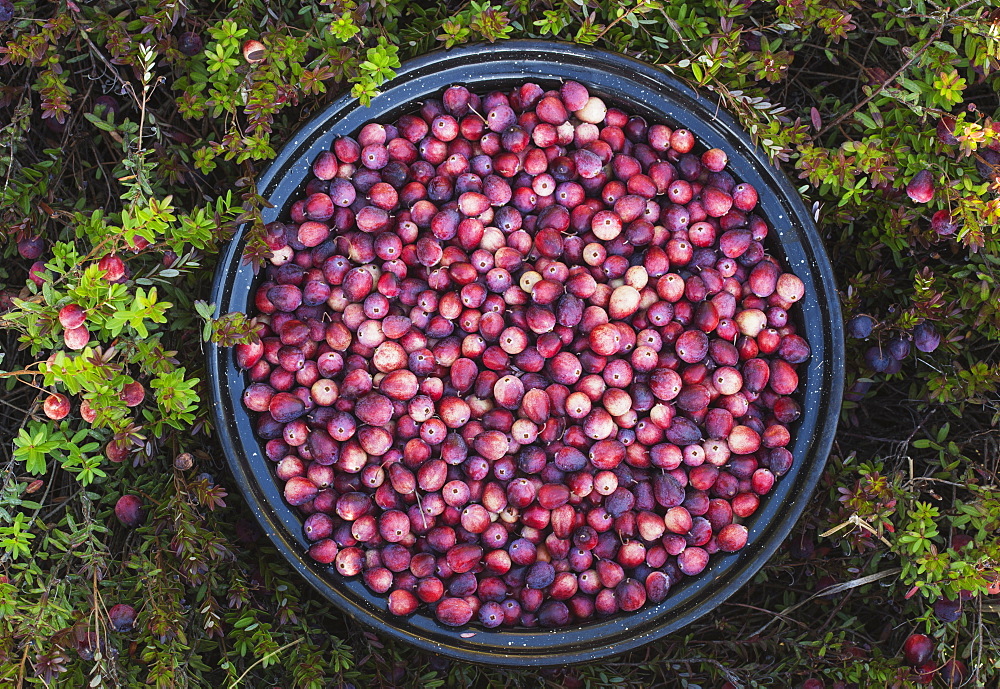 A Bowl Full Of Cranberries, Ontario, Canada