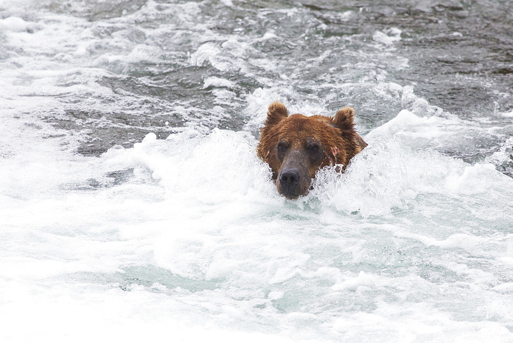 Grizzly Bear (Ursus Arctos) Fishing For Sockeye Salmon At Brooks Falls In Katmai National Park & Preserve, Southwest Alaska, Alaska, United States Of America