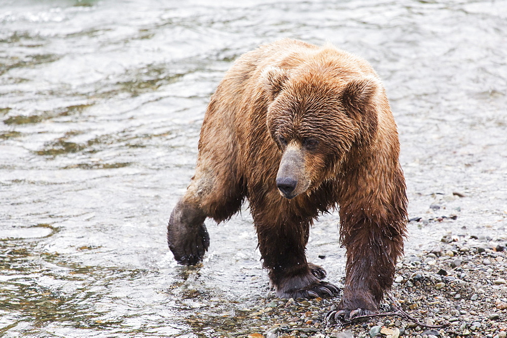 Grizzly Bear (Ursus Arctos) Fishing For Sockeye Salmon At Brooks Falls In Katmai National Park & Preserve, Southwest Alaska, Alaska, United States Of America