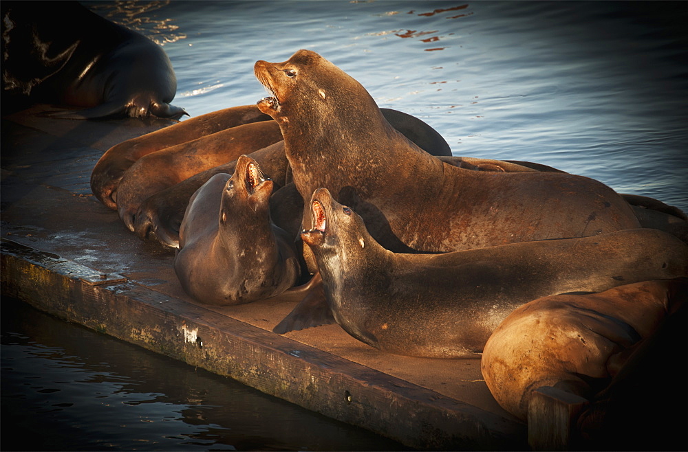 California Sea Lions (Zalophus Californianus) Haul Out In The Harbour, Astoria, Oregon, United States Of America