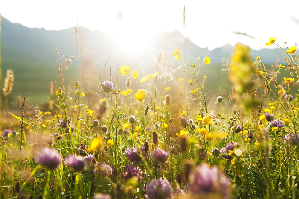 Meadow Flowers At Dawn With The Ridge Of The Black Cuillin Behind, Glen Brittle, Isle Of Skye, Scotland