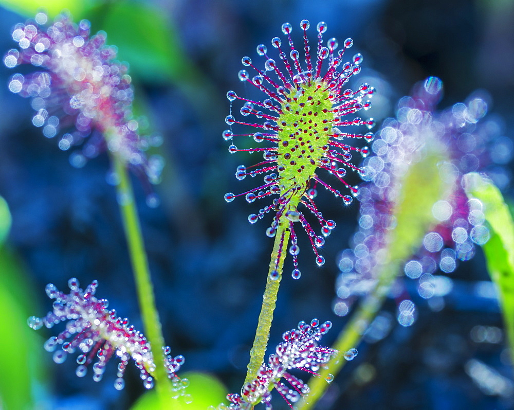 Raindrops On The Tips Of A Unique Plant, Field, Ontario, Canada