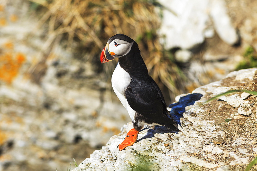 Atlantic Puffin (Fratercula Arctica) At Ile Aux Perroquets, Mingan Archipelago National Park Reserve Of Canada, Cote-Nord, Duplessis Region, Quebec, Canada