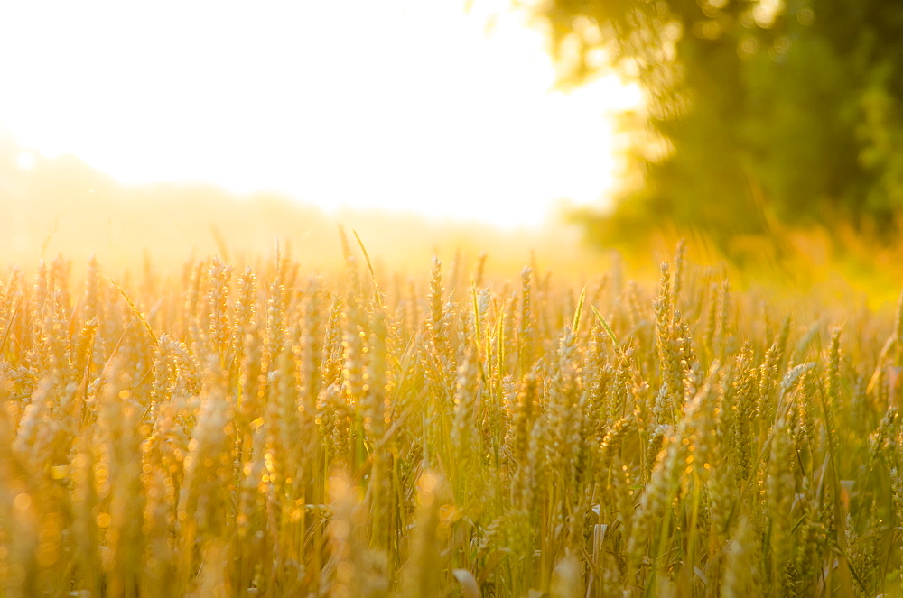 Close Up Of Corn Field In The Early Morning, Near The Cotswold Village Of Lower Slaughter, Gloucestershire, England