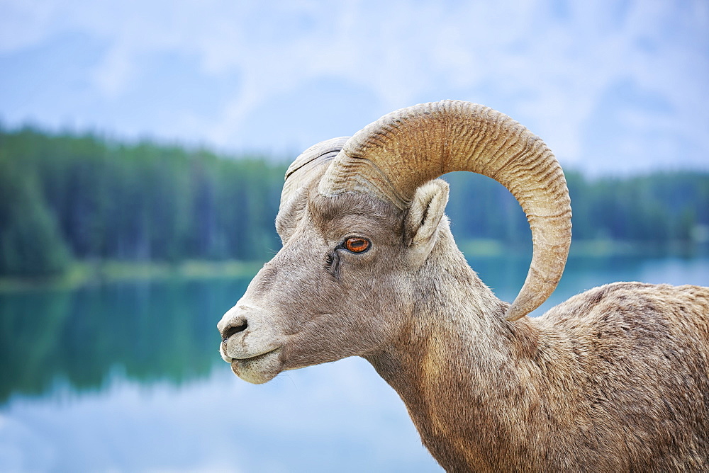 Bighorn Sheep (Ovis Canadensis), Banff National Park, Alberta, Canada