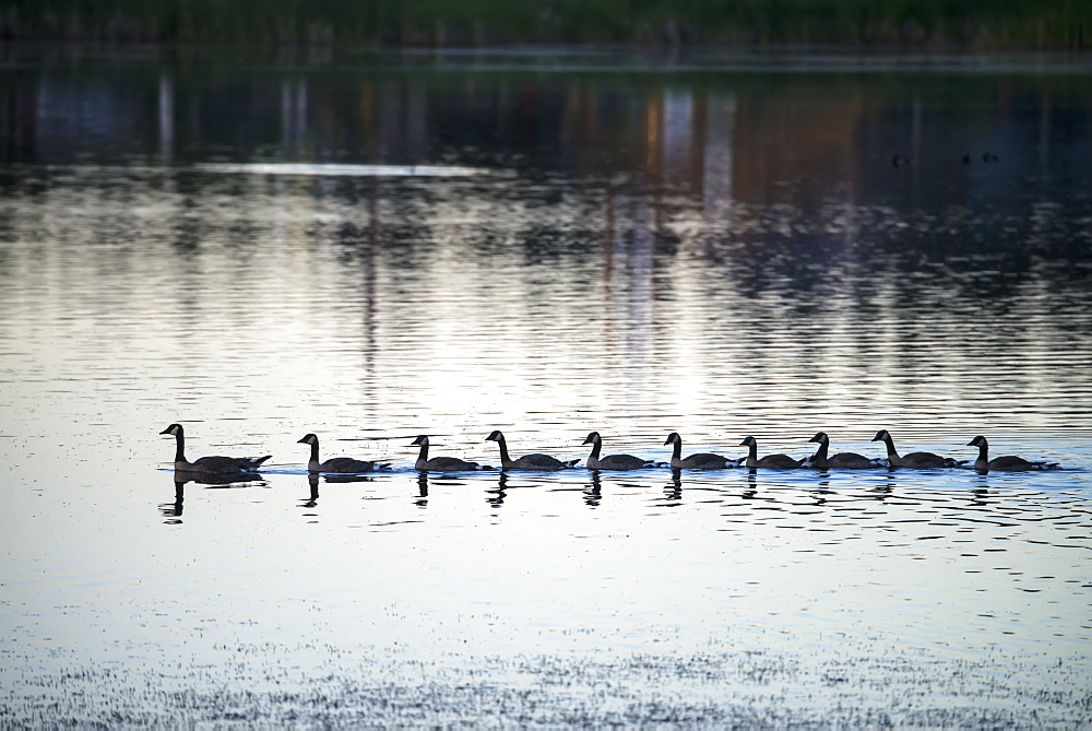 Canada Geese (Branta Canadensis) Swimming In Straight Line Behind Mother Goose, 100 Mile House, British Columbia, Canada