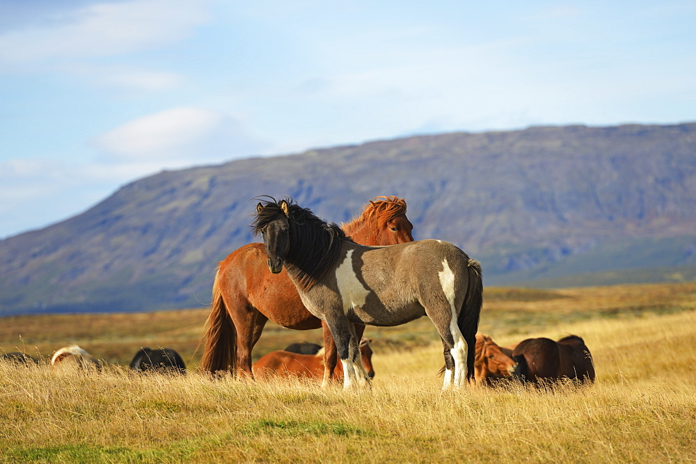 Icelandic Horses, Laugarvatn, Arnessysla, Iceland