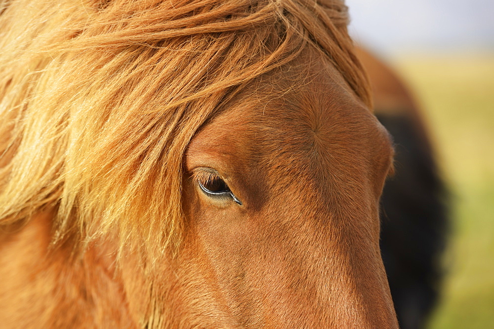 Icelandic Horse, Laugarvatn, Arnessysla, Iceland