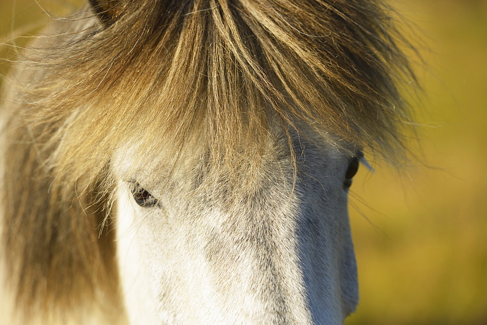 Close Up Of An Icelandic Horse, Nordur-Mulasysla, Eastern Fjords, Iceland