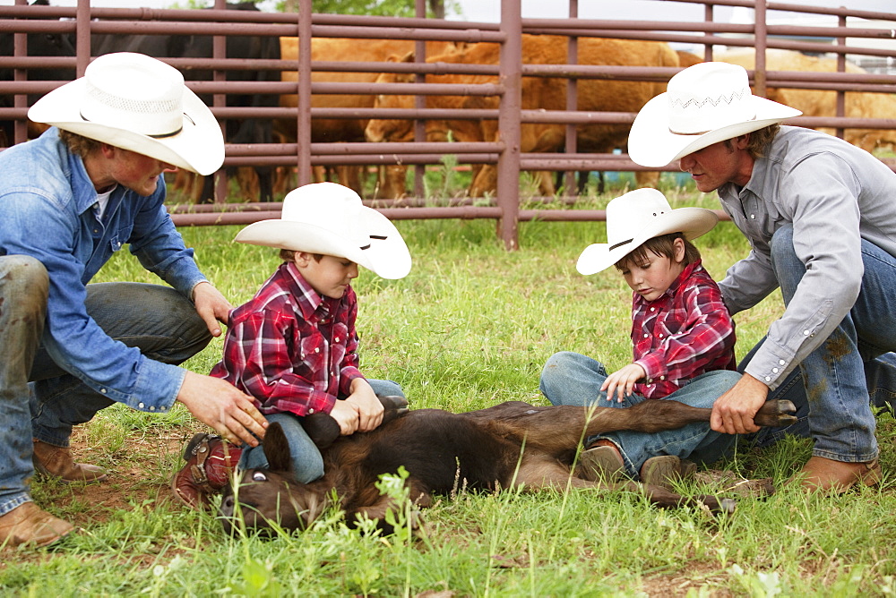 Livestock - A couple cowboys teaching two young boys how to hold down a beef calf in a traditional manner so it can be vaccinated and branded / near Childress, Texas, USA.