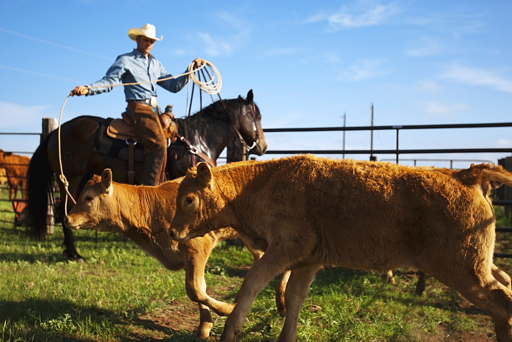 Livestock - A cowboy on horseback roping beef calves in a corral during branding operations / near Childress, Texas, USA.