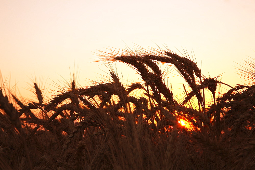 Agriculture - Mature harvest stage soft red winter wheat in late Spring at sunset / Eastern Arkansas, USA.