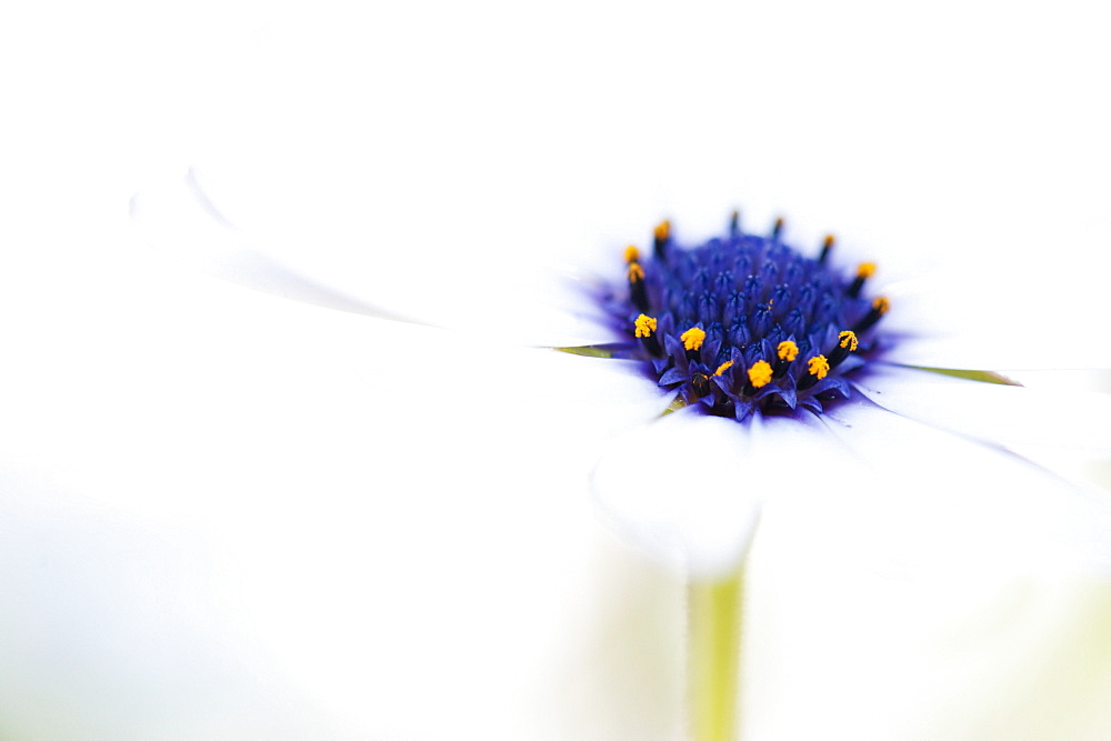 Macro Shot Of A White Daisy With A Purple And Yellow Center Against An Out-Of-Focus White Background, California, United States Of America