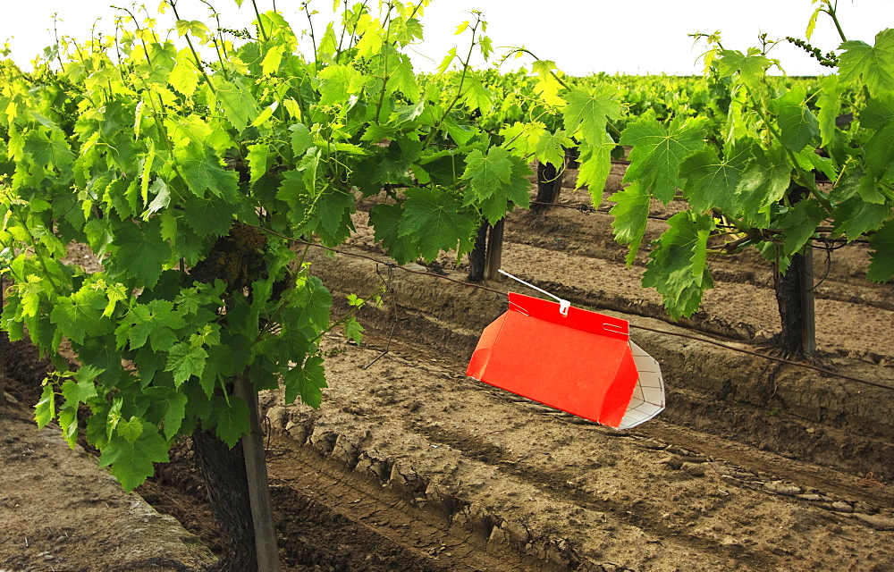 Agriculture - An insect trap placed in a Thompson Seedless grape vineyard in Spring. Its function is an early-warning system to detect adult insect emergence and flight of certain moths including the European Grapevine Moth (Lobesia botrana) and the Omniv