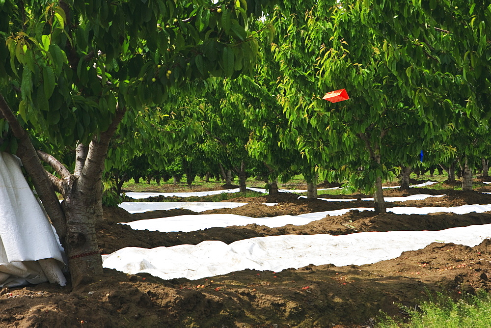 Agriculture - Obliquebanded leafroller (Choristoneura rosaceana) insect trap placed in a cherry orchard in Spring. Its function is an early-warning system to detect adult insect emergence and monitor pest populations so that timely control programs can be