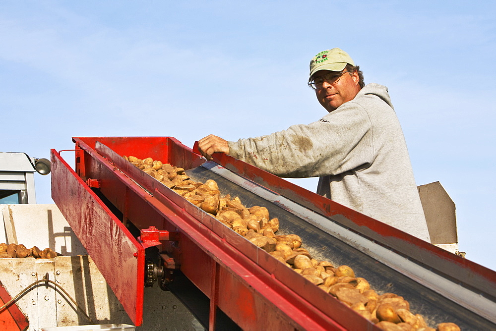 Agriculture - A farmer supervises the loading of seed potatoes during planting operations at a local family produce farm / Little Compton, Rhode Island, USA.