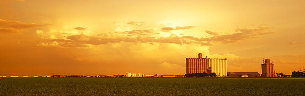 Agriculture - Grain elevators and an early growth corn field in late afternoon light / Johnson City, Kansas, USA.