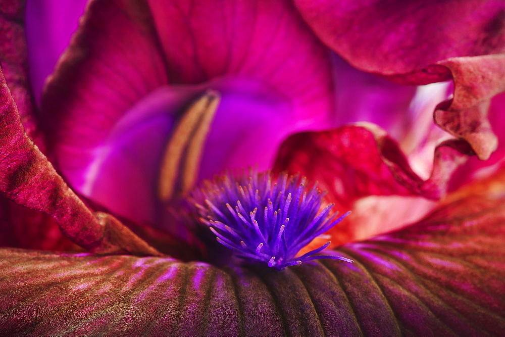 Close up of an iris stigma, Ohio united states of america