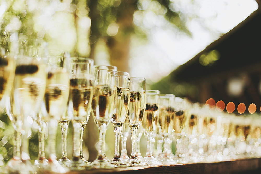 Glasses of champagne in a row, Pemberton british columbia canada