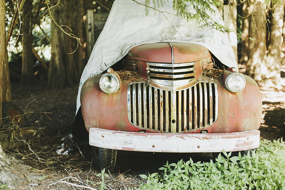 A Vintage Car Sitting Under Large Trees Covered With A Tarp, Pemberton, British Columbia, Canada