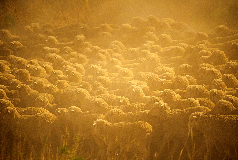 Livestock - Large flock of sheep bunched together on a dry dusty pasture / near Wanaka, New Zealand.