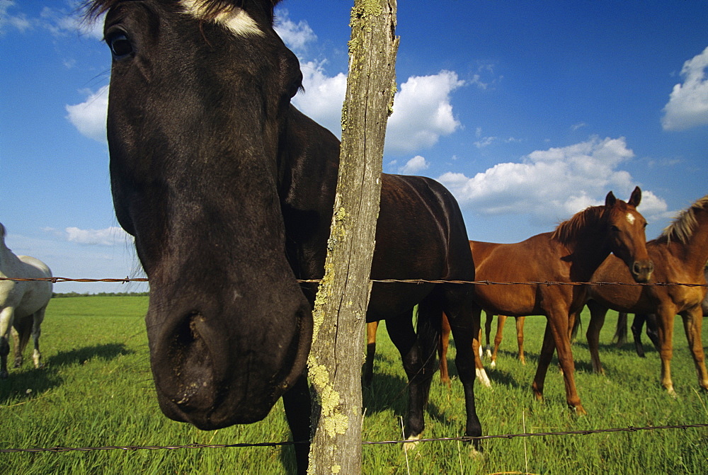 Livestock - A curious horse standing with it