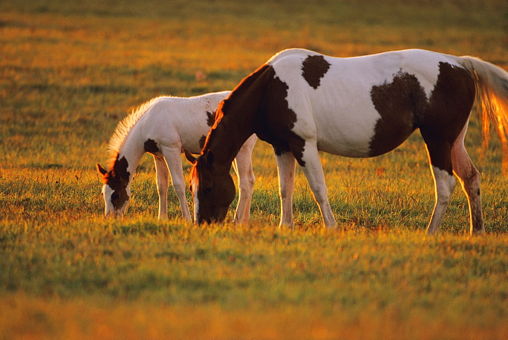 Livestock - A Pinto mare and her foal graze on a green pasture in late afternoon light / Douglas County, Wisconsin, USA.