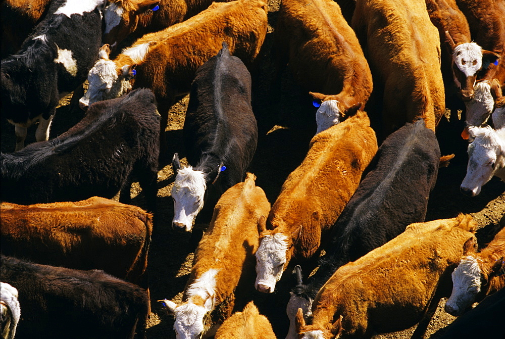 Agriculture - Overhead view of a mixed herd (Angus, Black Baldie, Hereford and Crossbred) of beef cattle at a feedlot / near Stillwater, Minnesota, USA.