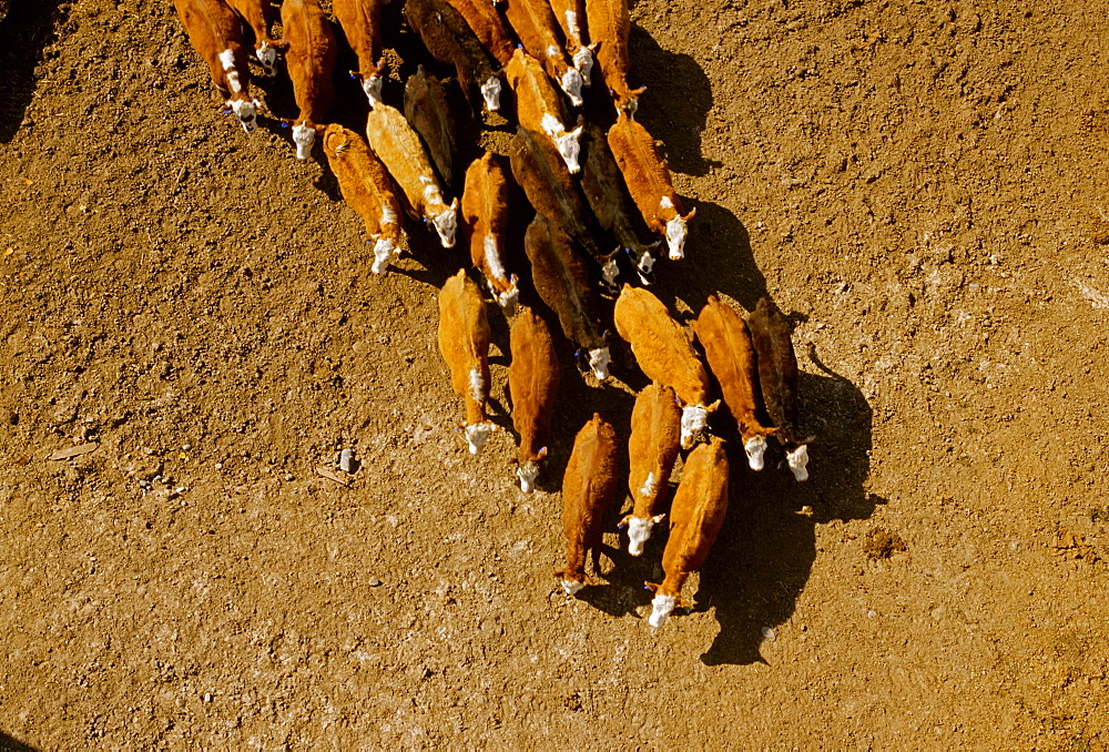 Agriculture - Overhead view of a mixed herd (Angus, Black Baldie, Hereford and Crossbred) of beef cattle at a feedlot / near Stillwater, Minnesota, USA.