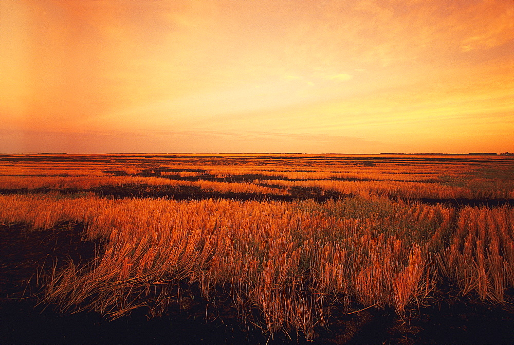 Agriculture - Fresh burn scars in wheat stubble. Wheat stubble is burned after harvest to eliminate fungus growth on the stubble which causes damage to the following years crop / near Casselton, North Dakota, USA.