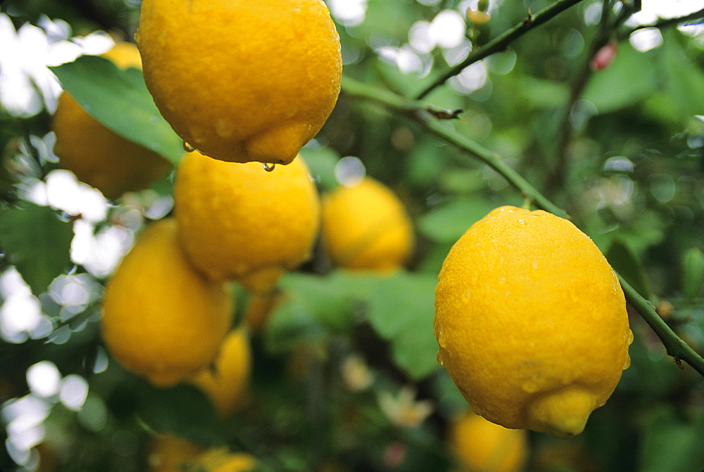 Agriculture - Ripe lemons on the tree on a rainy day / Tucson, Arizona, USA.