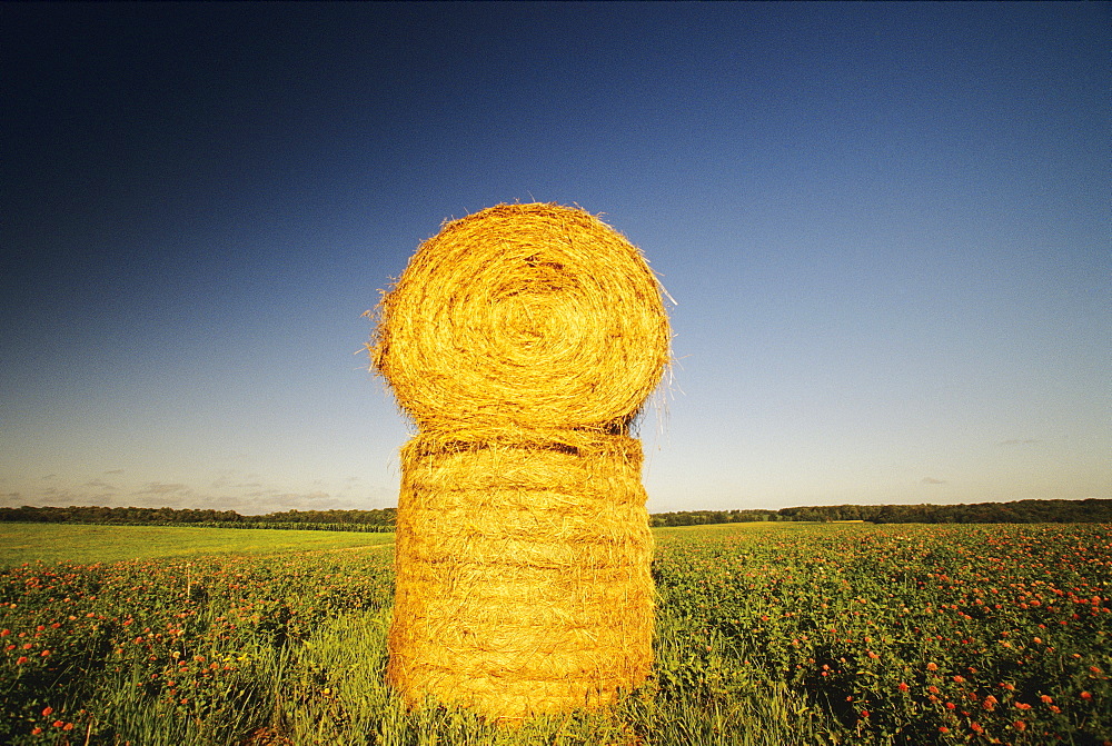 Agriculture - Stacked round hay bales in a hayfield / Grey Eagle, Minnesota, USA.