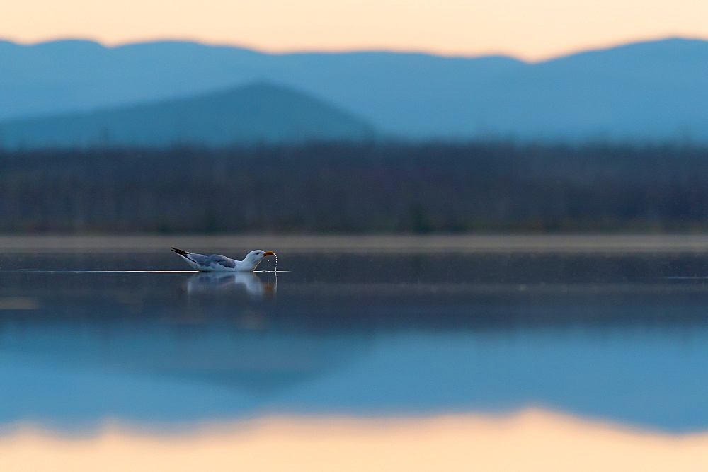 A Gull (Larus Occidentalis) Dipping Water At Salmon Lake, Carmacks, Yukon, Canada