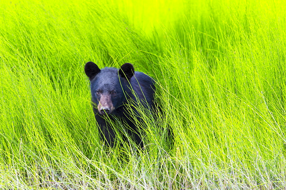 Black Bear (Ursus Americanus) In The Lush Green Grass On The Riverbank, Dawson, Yukon, Canada