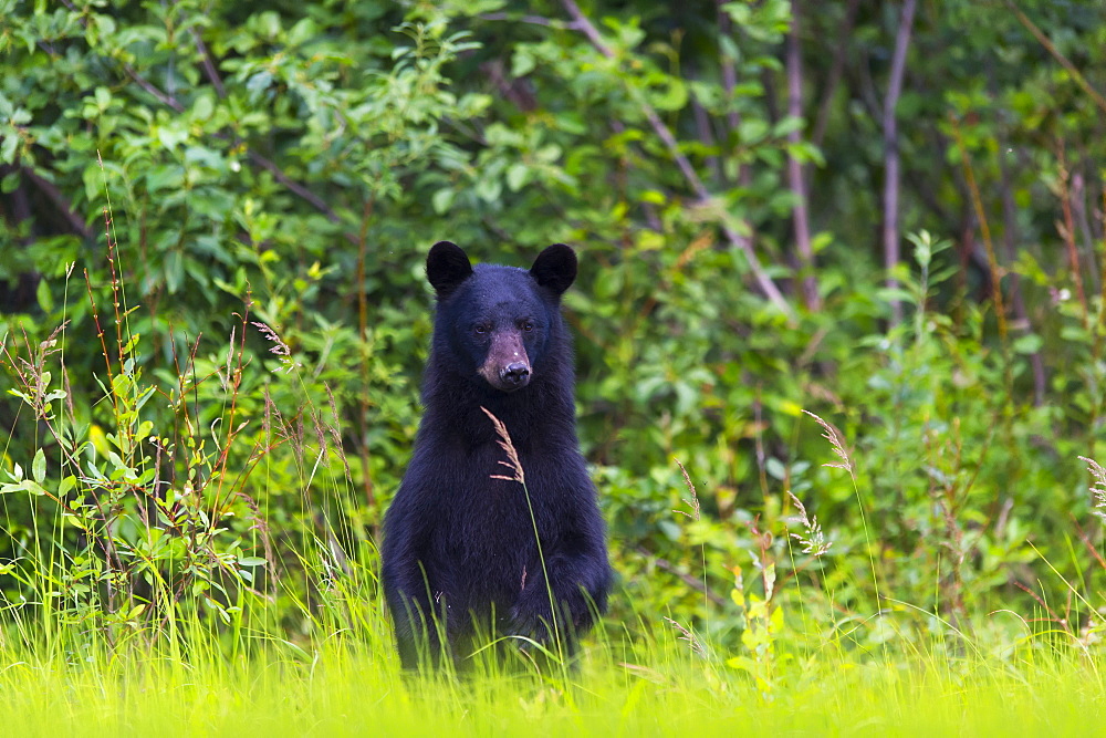 Black Bear (Ursus Americanus) On The Green Grassy Riverbank, Dawson, Yukon, Canada