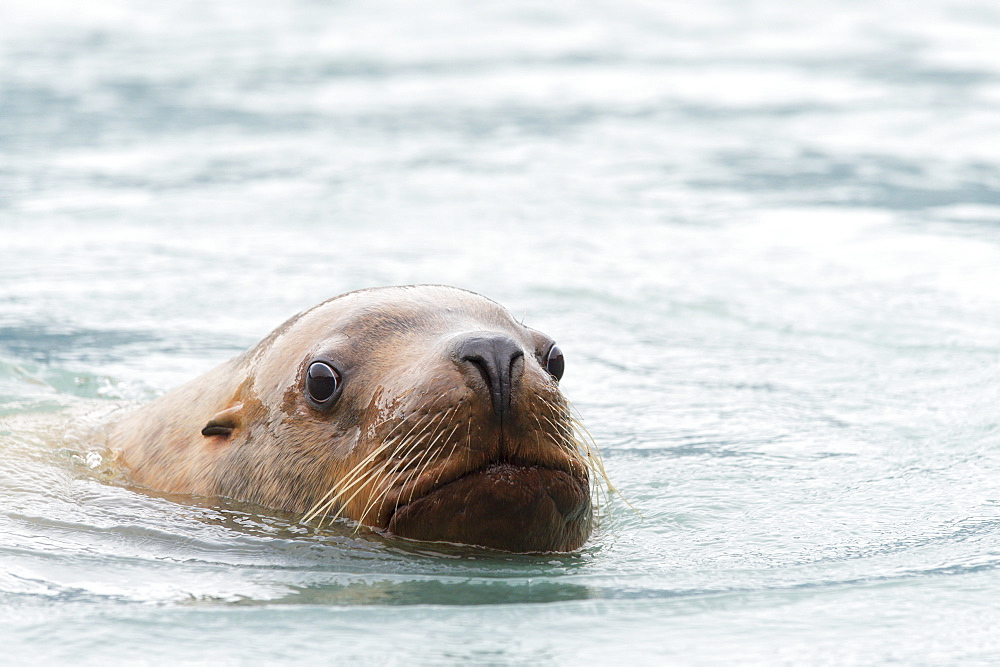 Steller Sea Lion (Eumetopias Jubatus) In The Water, Valdez, Alaska, United States Of America