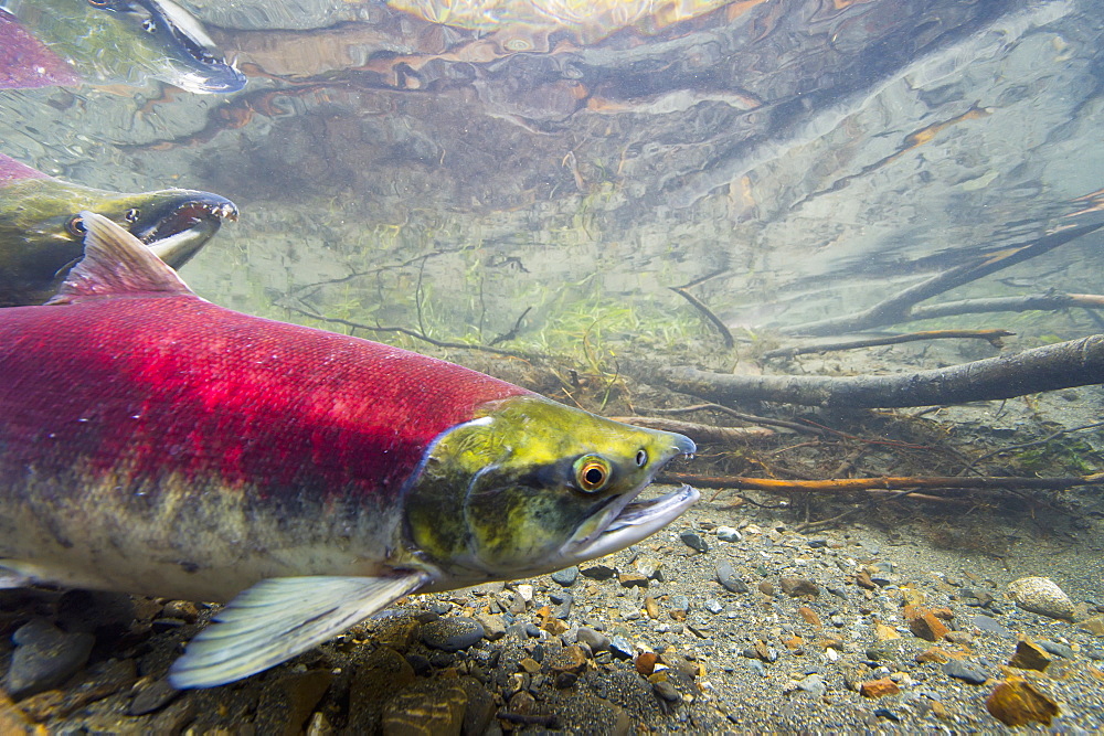 Close Up Of Female Sockeye Salmon (Oncorhynchus Nerka), Cordova, Alaska, United States Of America