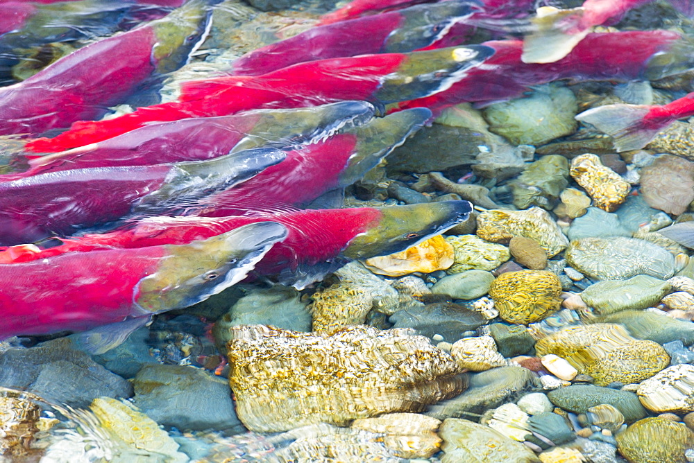 Group Of Sockeyes In Shallow Water, Paxson, Alaska, United States Of America