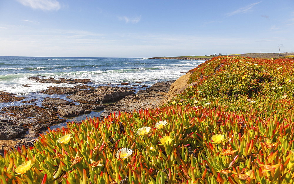 California Coast In The Springtime With Blossoming Ice Plant In The Foreground On The Cliffs, California, United States Of America