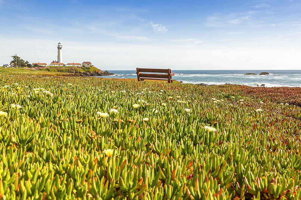 Pigeon Point Lighthouse And Blooming Ice Plant In The Foreground On The Cliffs, California, United States Of America