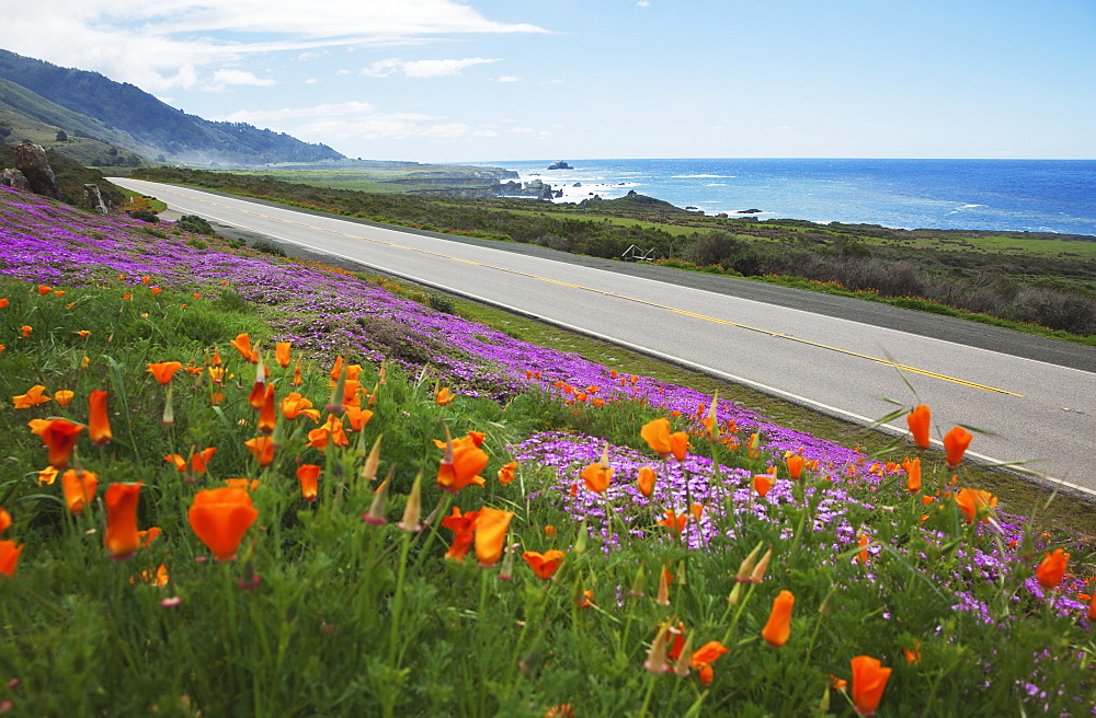 Poppies And Ice Plants Bloom Along The Big Sur Route 1, California, United States Of America