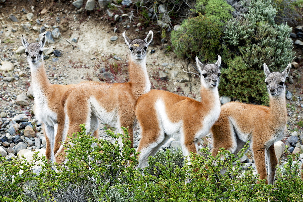 Guanaco (Lama Guanicoe), Torres Del Paine National Park, Torres Del Paine, Magallanes And Antartica Chilena Region, Chile