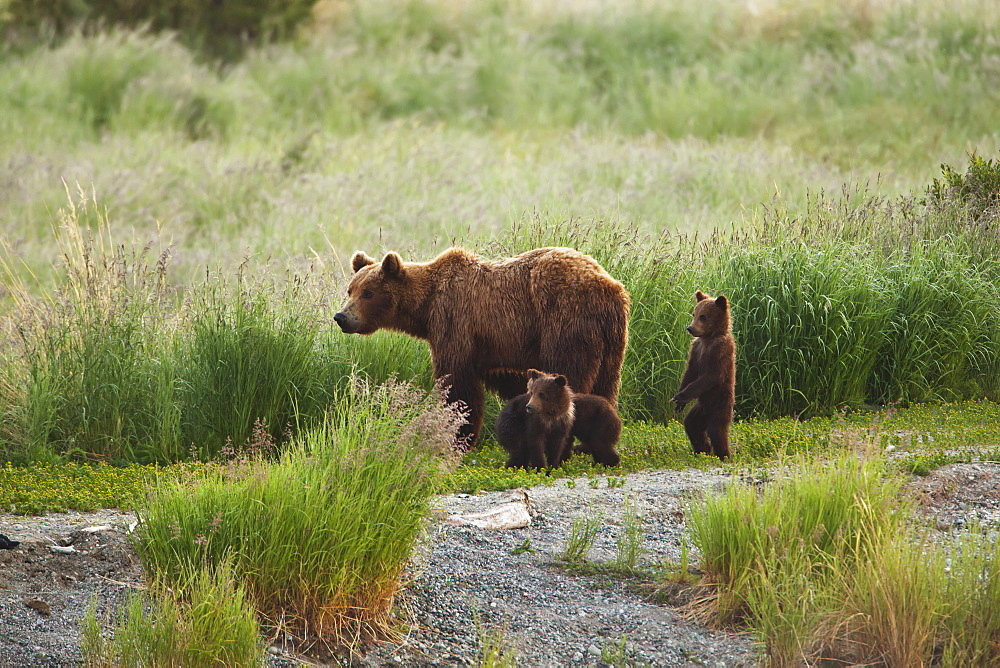 Brown Bear (Ursus Arctos) Sow With Three Cubs Of The Year Walking Along Trail, Katmai National Park And Preserve, Alaska, United States Of America