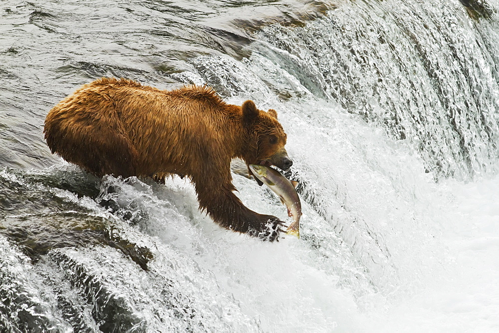 Brown Bear (Ursus Arctos) Sow Catching Sockeye Salmon (Oncorhynchus Nerka) At Brooks Falls, Brooks River, Katmai National Park, Alaska, United States Of America